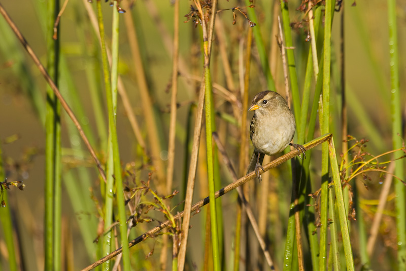 White-Crowned Sparrow